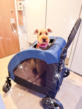 新車をゲット🐕