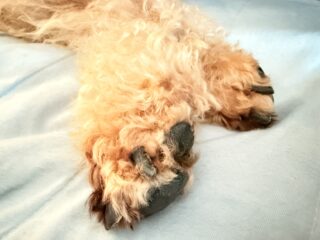 Johnは爪切りが苦手^^;