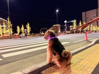 大晦日のアクシデント